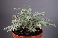 Cheilanthes eatonii